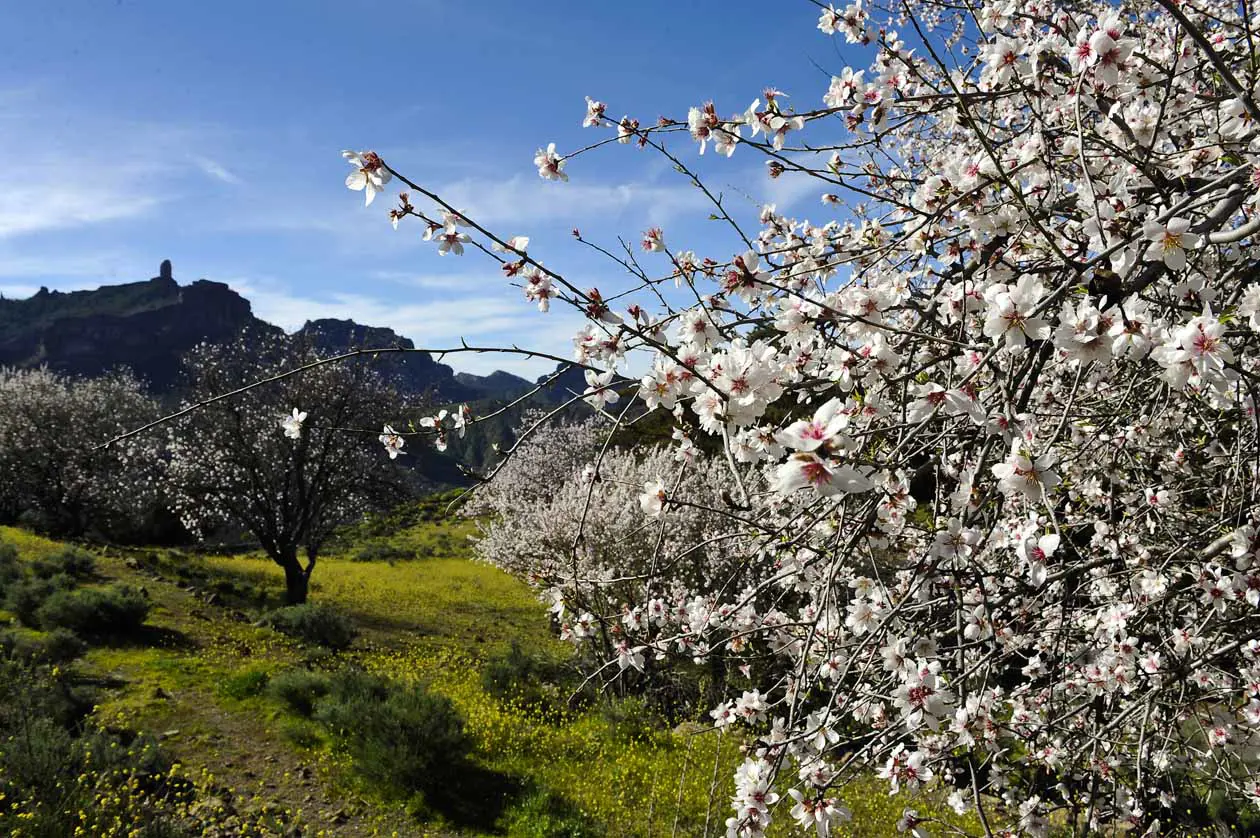 Tejeda, Gran Canaria