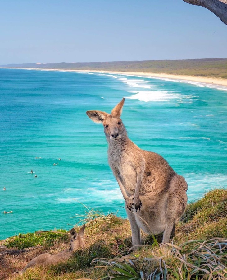 Friendly Kangaroo - North Stradbroke Island, Queensland  Credit: @_markfitz