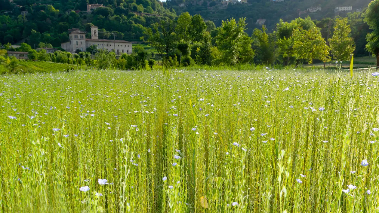 Lezzi, Flax in Astino.