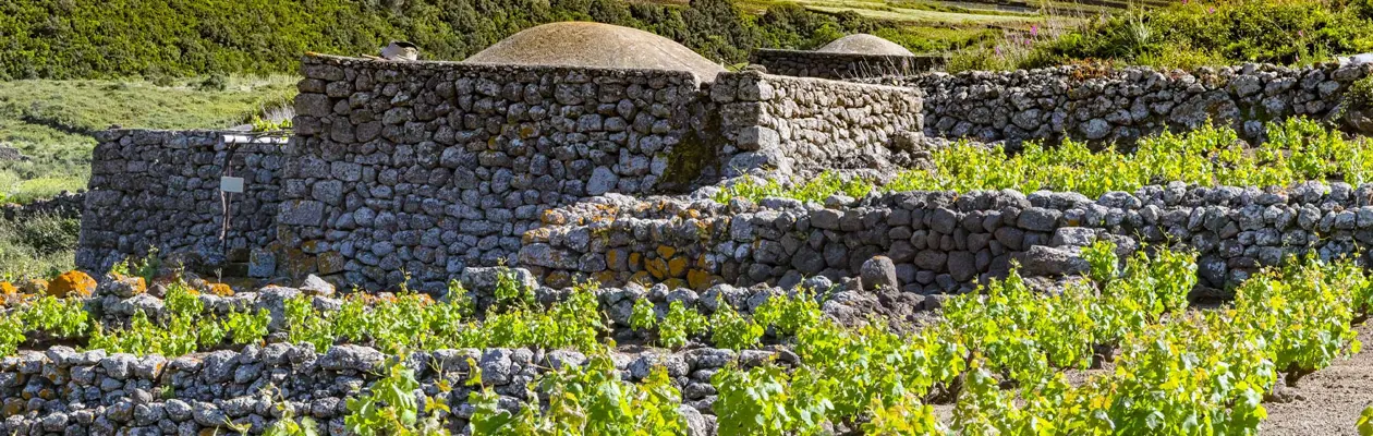 Museo virtuale della vite ad alberello di Pantelleria