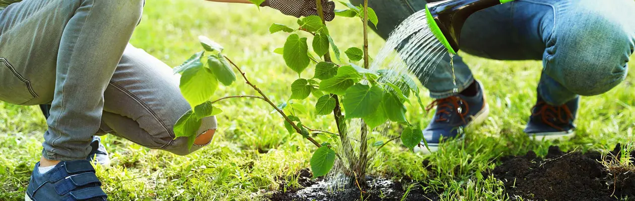 Il Parco “Tommaso Forti” di Fiumicino si arricchisce di 100 alberi