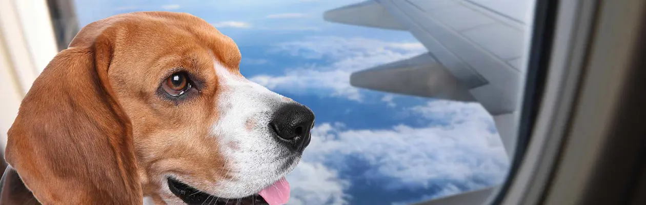 Pet fino a 30 kg in cabina: le linee guida
