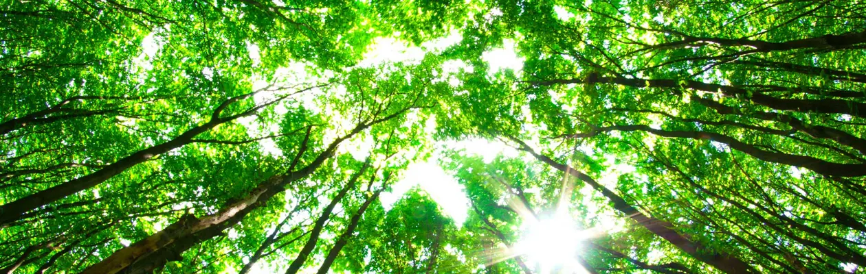 L'Europa approva la legge sul "Ristoro della Natura"