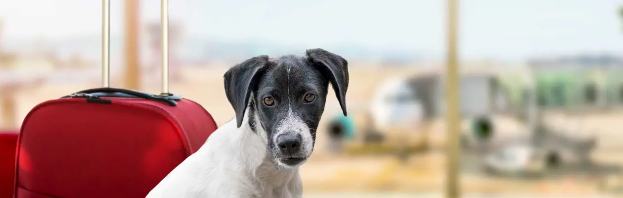 Con Vueling petfood nel menù di bordo