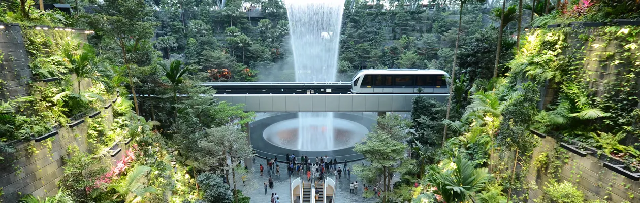 Changi Airport, un'oasi tra natura ed innovazione: dal bamboo grove all'acquario di mangrovie
