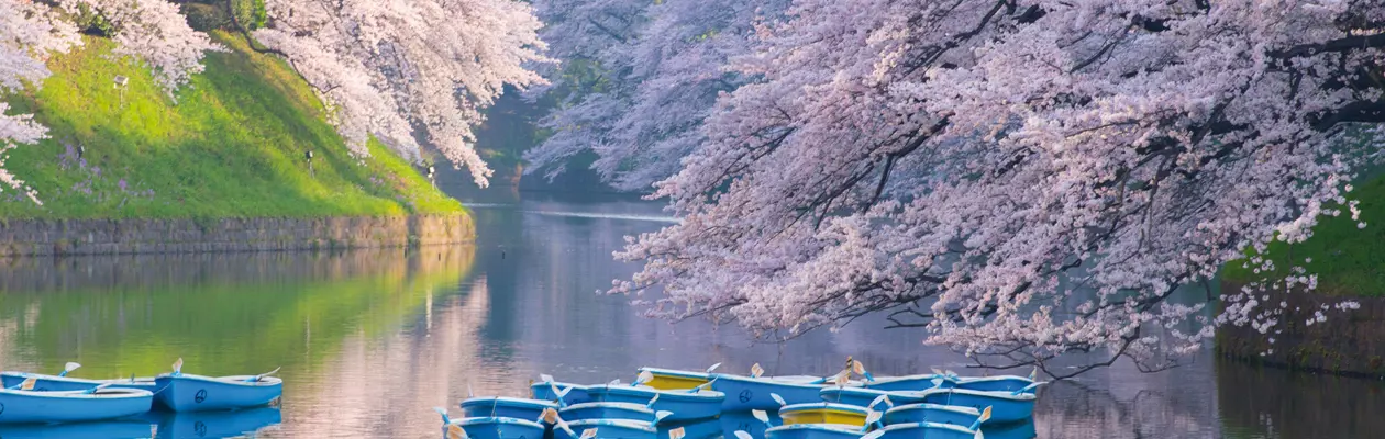 A Tokyo si risvegliano i sakura
