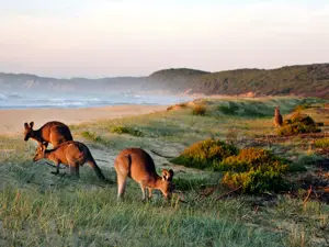 Australia: le immagini più belle ed emozionanti del 2020