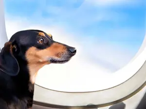 Servizio pets onboard con Etihad