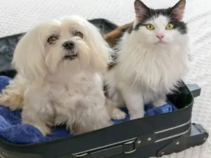 Viaggiare verso l'Italia con animali domestici