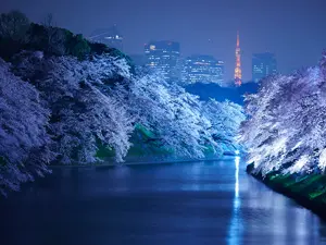 La fioritura dei ciliegi a Tokyo