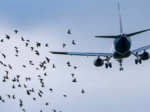 Volare sicuri: nasce il laboratorio wildlife strike