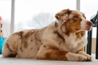 ITA Airways lancia il servizio Large Pet Friendly