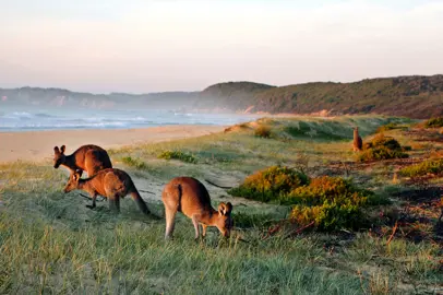 Australia: le immagini più belle ed emozionanti del 2020