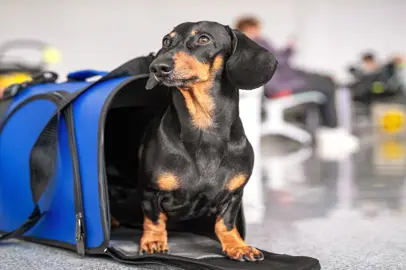 Volare con gli animali domestici