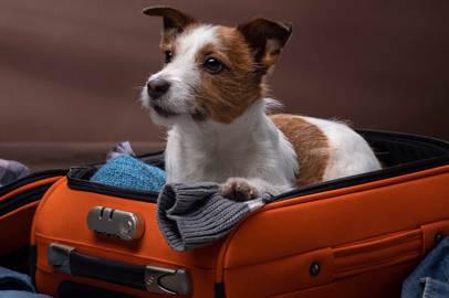 Viaggiare in aereo con il proprio cane o gatto