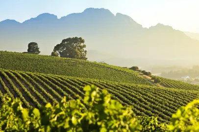 Stellenbosch, a est di Cape Town, ospita le Stellenbosch Street Soirées