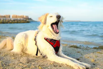 Idee per una perfetta vacanza pet-friendly