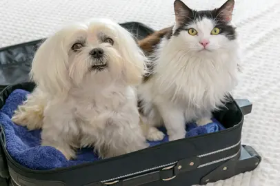 Viaggiare verso l'Italia con animali domestici