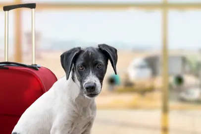 Con Vueling petfood nel menù di bordo