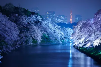 La fioritura dei ciliegi a Tokyo