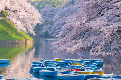A Tokyo si risvegliano i sakura