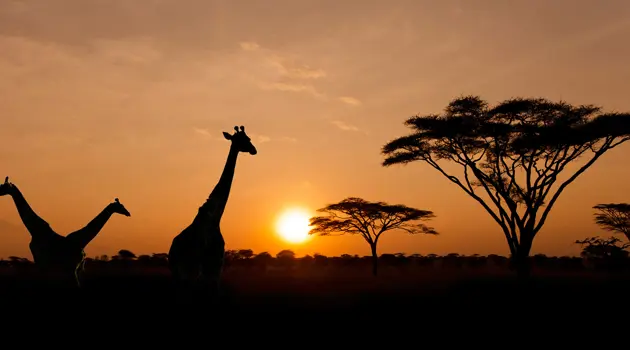 I World Travel Awards 2020 per L'Africa