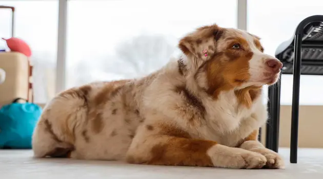 ITA Airways lancia il servizio Large Pet Friendly