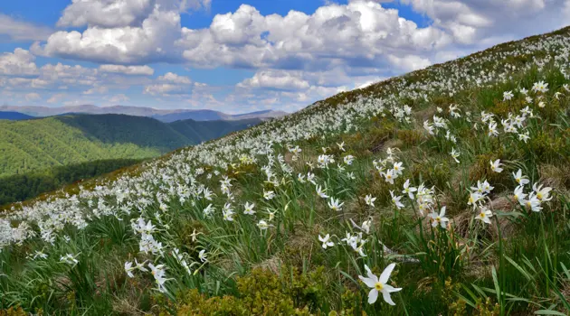 In Ucraina, la valle dei narcisi è in fiore 