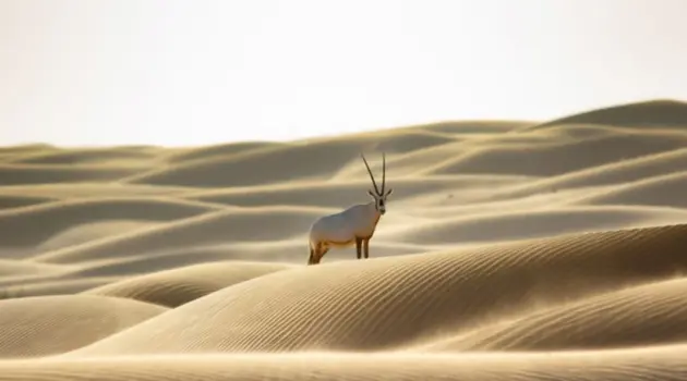 L'impegno di Emirates Group per la conservazione della fauna selvatica e degli habitat