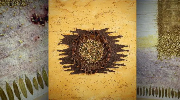 Arte e Cibo: opere sensoriali che profumano di Natura