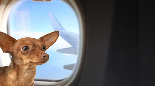 Animali domestici in volo con Eurowings