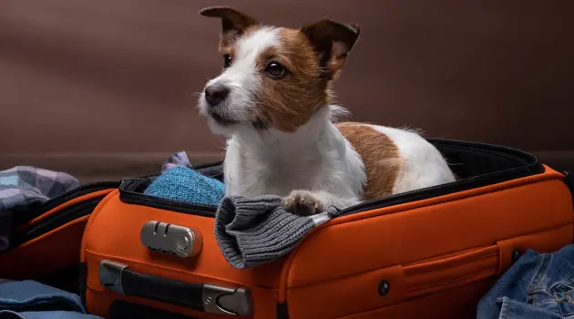 Viaggiare in aereo con il proprio cane o gatto