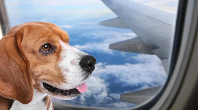 Pet fino a 30 kg in cabina: le linee guida