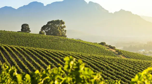 Stellenbosch, a est di Cape Town, ospita le Stellenbosch Street Soirées