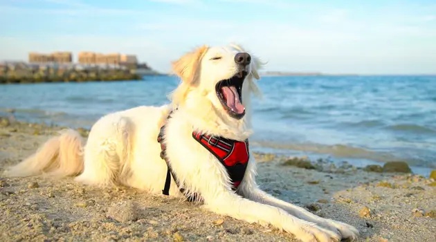 Idee per una perfetta vacanza pet-friendly