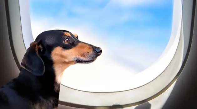 Servizio pets onboard con Etihad