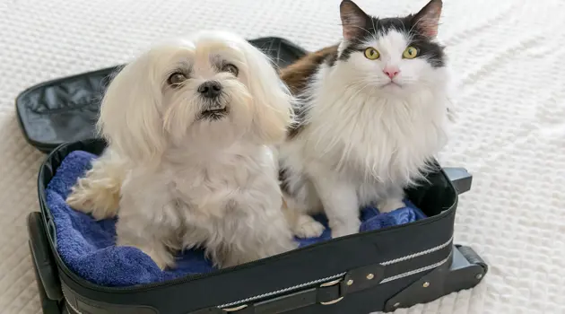 Viaggiare verso l'Italia con animali domestici