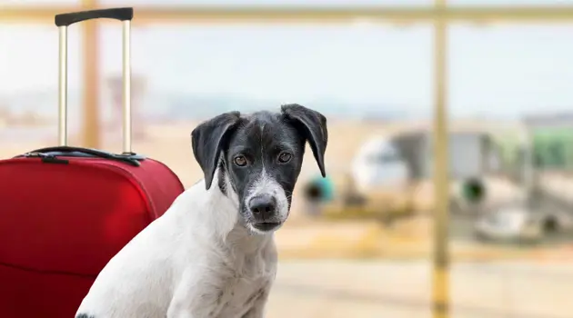 Con Vueling petfood nel menù di bordo