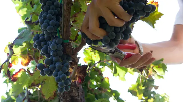 Cantine Aperte in Vendemmia