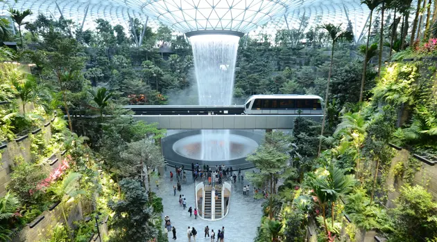 Changi Airport, un'oasi tra natura ed innovazione: dal bamboo grove all'acquario di mangrovie