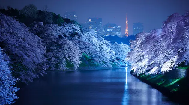 La fioritura dei ciliegi a Tokyo