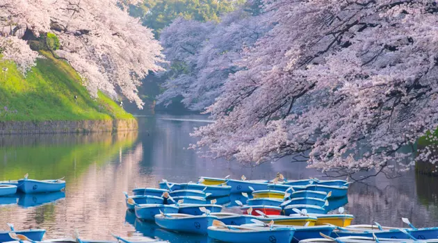 A Tokyo si risvegliano i sakura